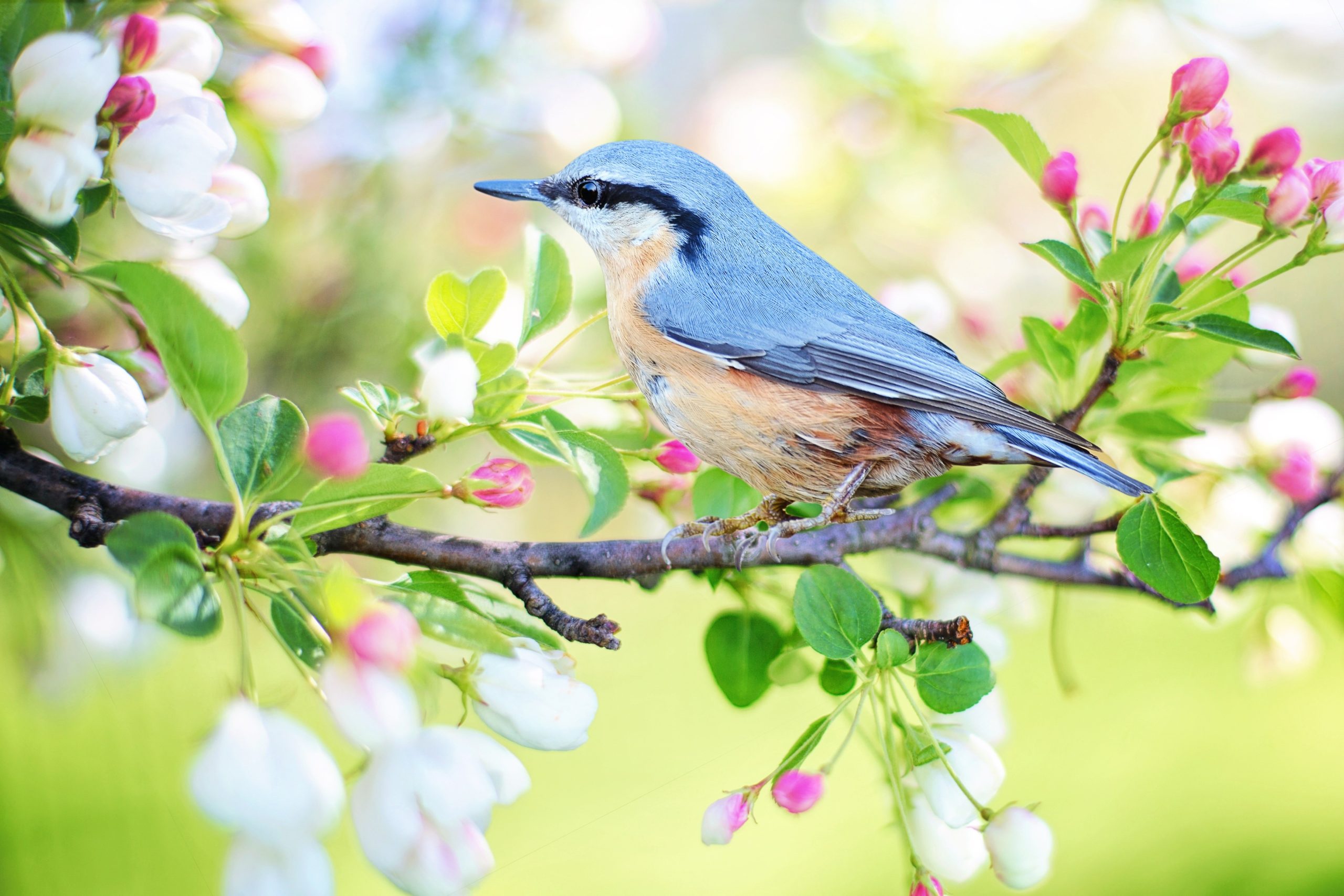 Орнитофобия – боязнь птиц и их перьев