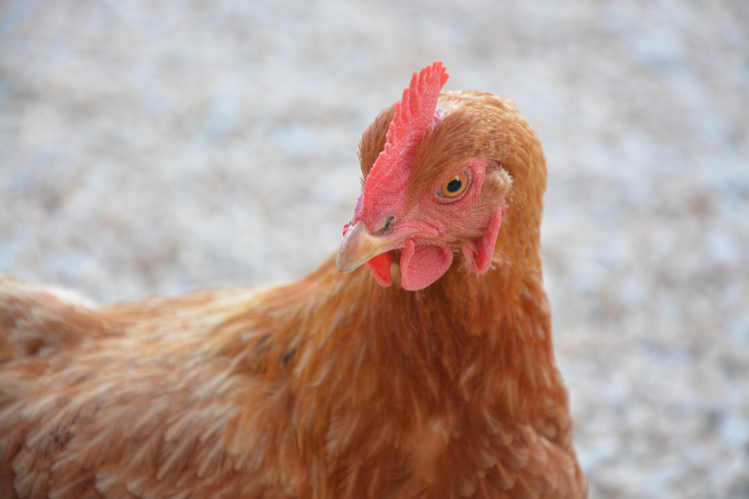 Алекторофобия – боязнь куриц и цыплят
