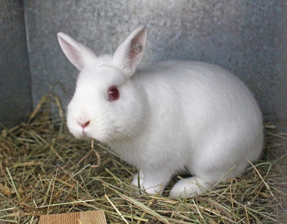 Что такое синдром белого кролика простыми словами